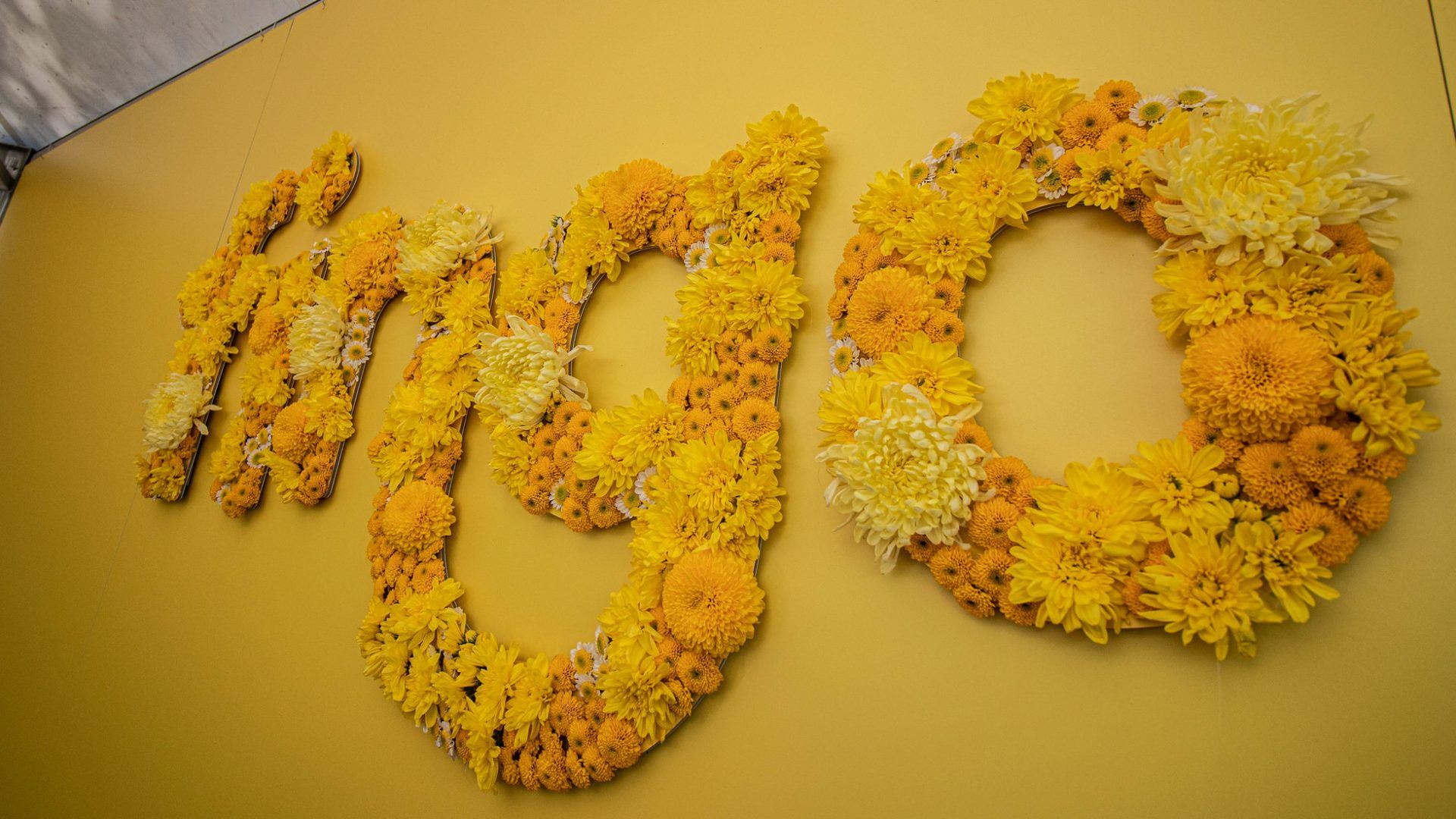 Kuvassa keltaisilla kukilla seinään kirjoitettu "Fingo".