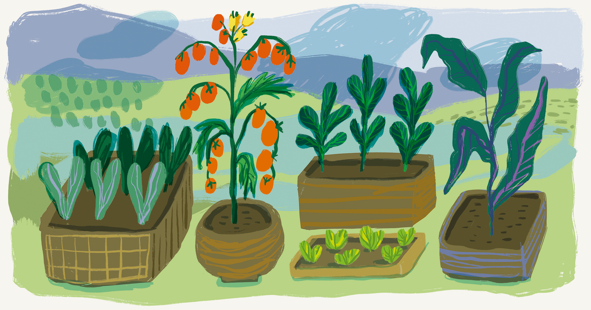 In photo: Growing vegetables