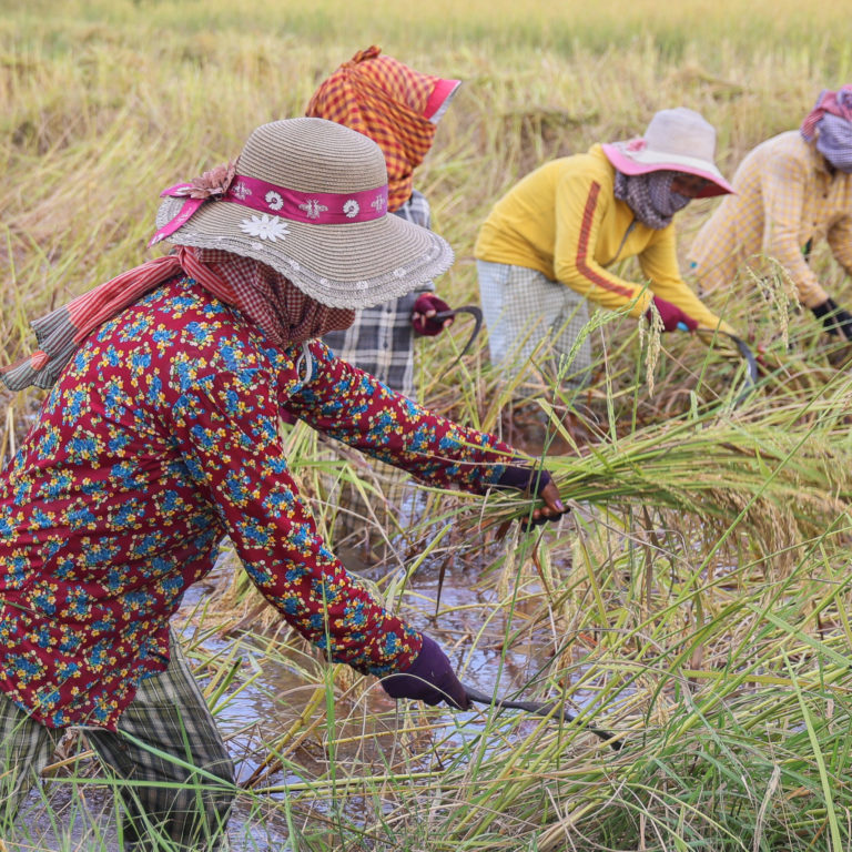 Kuvassa riisinviljelyä Kambodžassa.