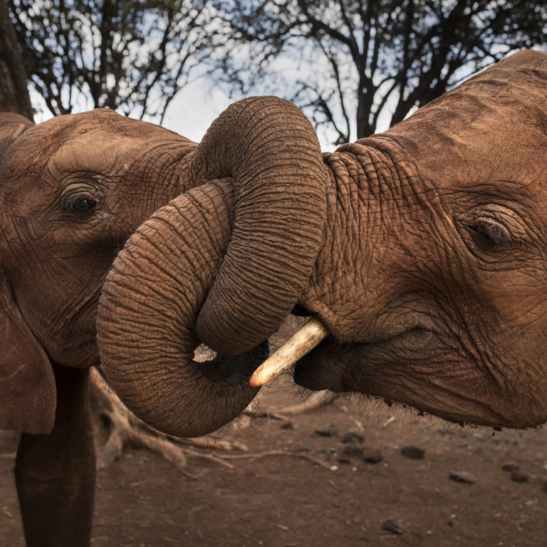 In photo: Elephants of Kenya