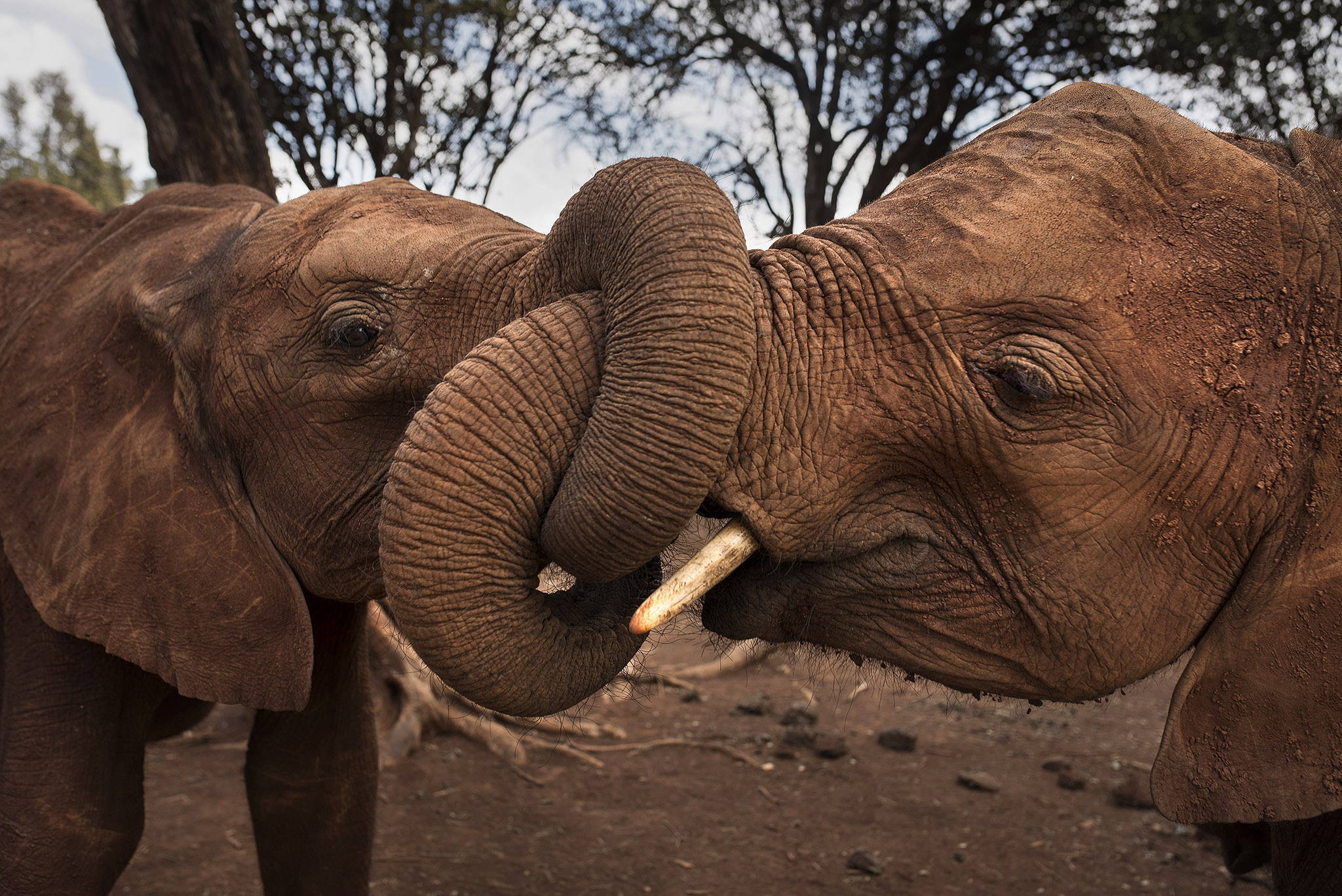 In photo: Elephants of Kenya
