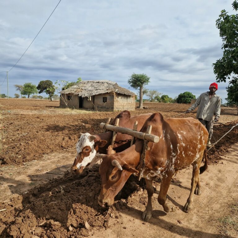 Kaksi lehmää ja henkilö kyntävät maata Tansanian maaseudulla.